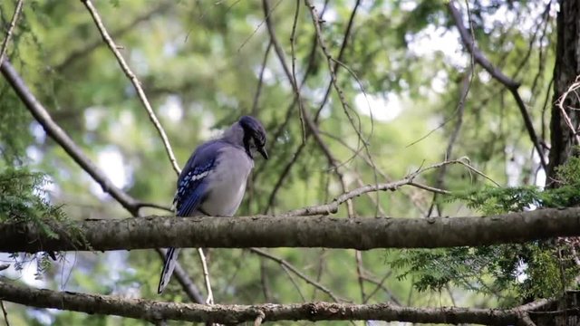 bluejay perched on a tree branch cleaning its feathers