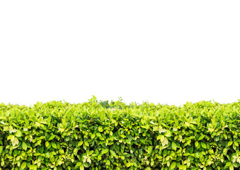 Natural green leaves wall and white background with clipping path