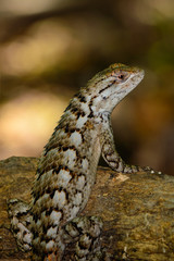 Texas Spiny Lizard - Sceloporus olivaceus close-up