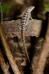 Texas Spiny Lizard - Sceloporus olivaceus