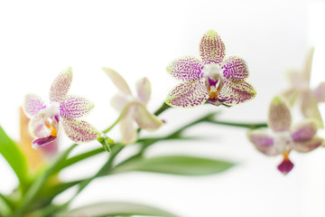 small beautiful orchid flowers
