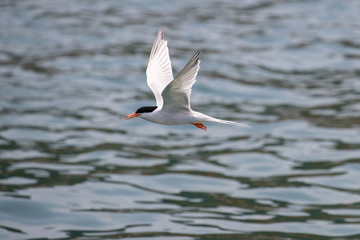 Bird in flight - Roseate Tern © Earnest Tse