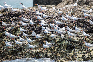 Roseate Tern Adult and Juvenile perching on stone