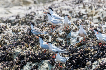Roseate Tern Adult and Juvenile perching on stone