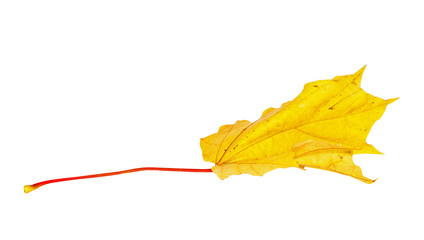 Autumn maple leaf isolated on white background