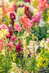Fototapeta premium colourful snapdragon flowers in the garden
