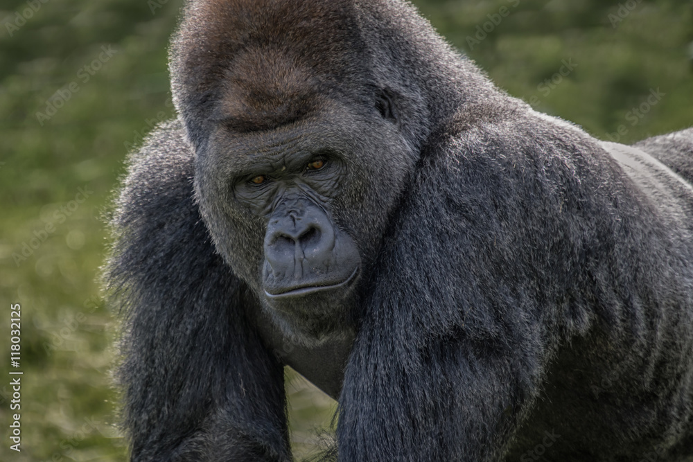 Poster Close up head and face image of a silverback gorilla looking menacingly forward towards the camera