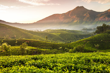 Lever du soleil sur les plantations de thé à Munnar, Kerala, Inde