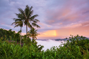 Fototapeta na wymiar Beautiful tropical landscape with a rainbow after the rain