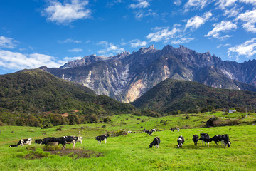 Rural landscape with grazing cows and Kinabalu mountain at background in Kundasang, Sabah, Borneo, Malaysia - obrazy, fototapety, plakaty