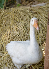 A lovely goose in captivity