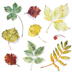 Autumn leaves watercolor