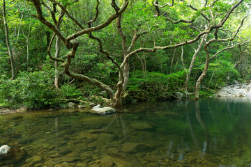Obraz premium Forest and water lake