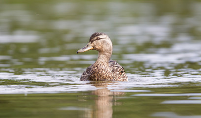 Mallard duck female swimming on the water