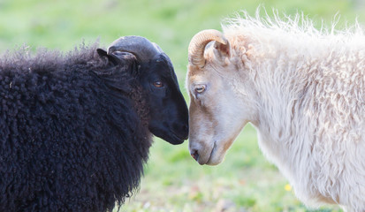 Schwarze und weiße Schafe auf der Weide - Konzentration der Liebe