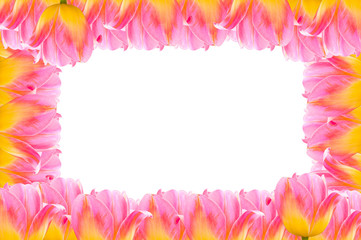 Tulips, frame  Fresh spring tulips flowers with space for text isolated on white