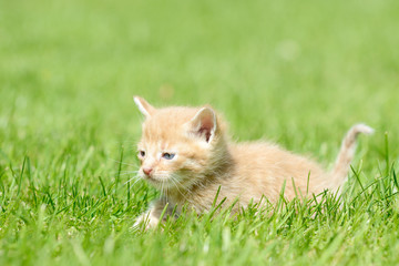 red kitten lying on meadow