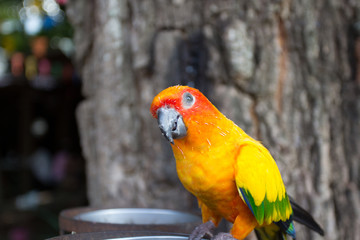 Parrot Colorful eating
