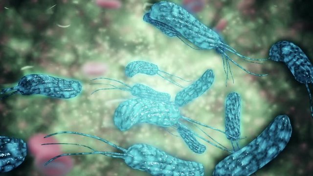 Animation of several helicobacter bacteria. Helicobacter is a genus of gram-negative bacteria with a characteristic helix shape. 