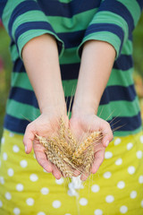 closeup of woman's hands holding bunch of golden ears of wheat . Harvest. Summer. Farming.