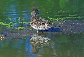 Anas crecca. A teal close up on a bog