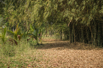 Bamboo forest