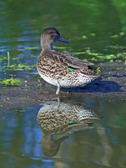 Anas crecca. Female of a teal close up