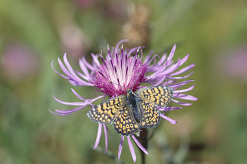 Butterfly on a purple floret