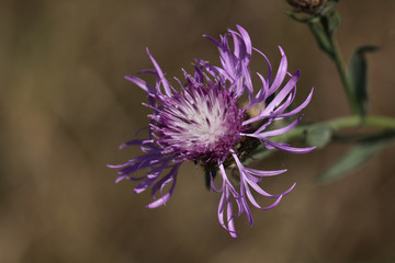 Purple wild flower