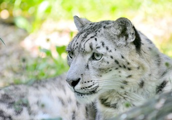 Closeup portrait of lying snow leopard (Uncia Uncia). He lives in mountain in central Asia. 