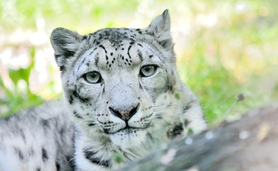 Closeup portrait of lying snow leopard (Uncia Uncia). He lives in mountain in central Asia. 