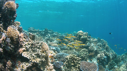 Fototapeta na wymiar Colorful coral reef with Yellowfin Goatfishes.