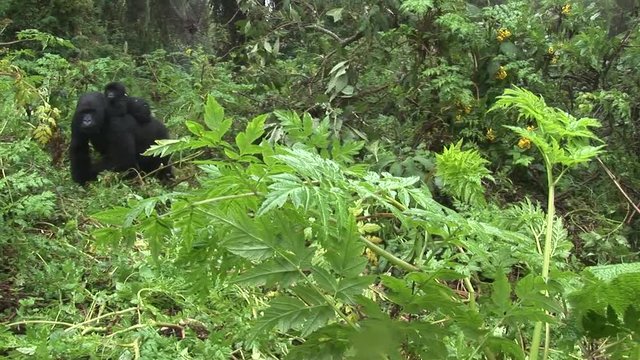 Wild Gorilla Rwanda tropical Forest 