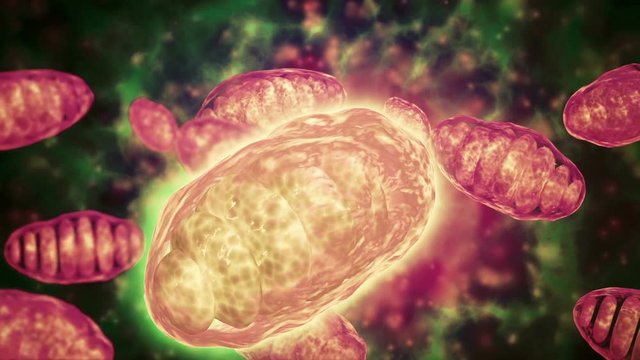 Several mitochondria moving inside their environment.