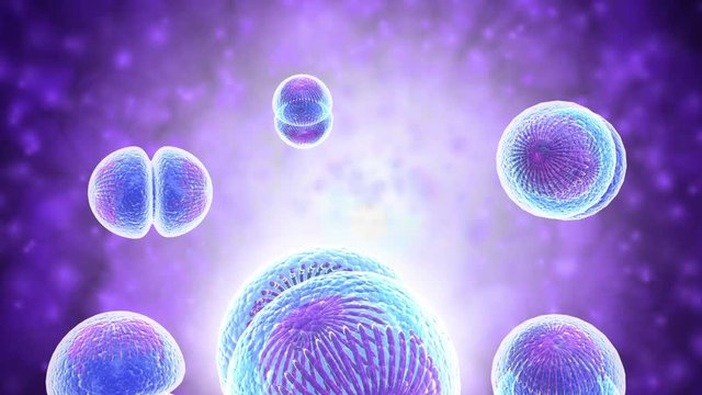 Mitosis, cell division.