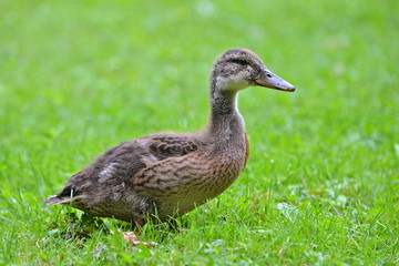Canard colvert, juvénile