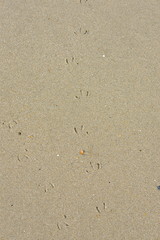 Empreintes de pattes de mouette sur le sable