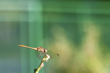 Dragonfly resting on a plant. Dragonfly closeup. Summer.