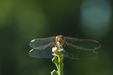 Dragonfly resting on a plant. Dragonfly closeup. Summer.