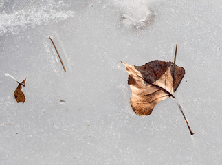 Frozen leaf in water