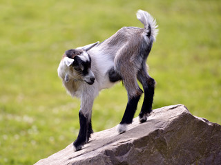 Kid (Capra aegagrus) on rock