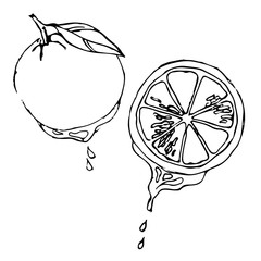 pencil sketch of oranges with leaves and juice