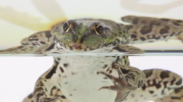 frog portrait on a white background