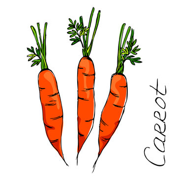color sketch of carrot