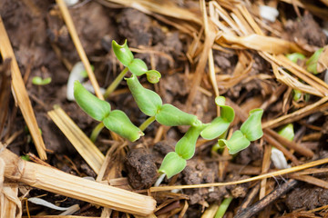 Green sprout growing from seed