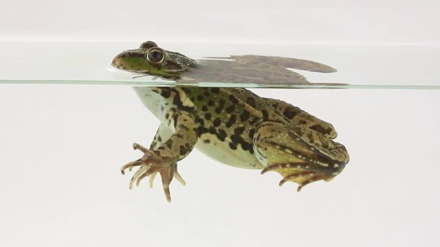 frog in water on a white background