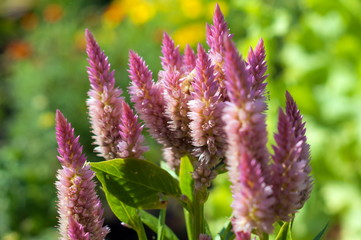 Plumed cockscomb blossom or Celosia argentea