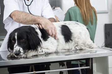 Midsection Of Doctor Examining Border Collie On Table