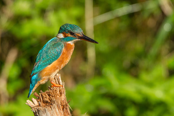 Eisvogel auf Ansitzast