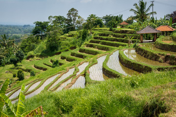 Rizi&egrave;res de Bali